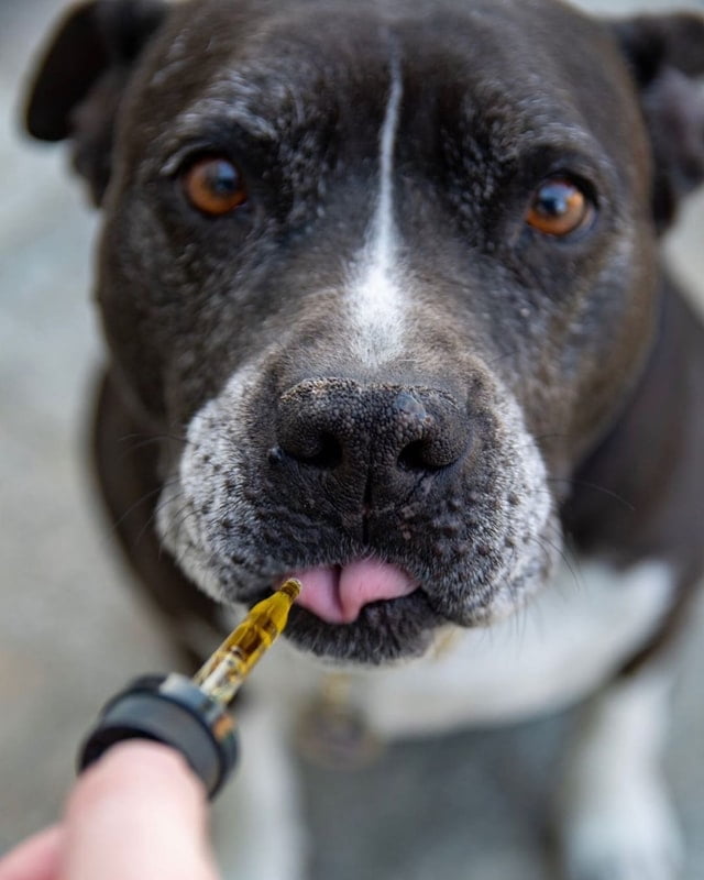 Chaparral Compounding Pharmacy - An expert in compounding and custom prescription medications 4 Your sick pet needs your care and could use the services of a compounding pharmacy