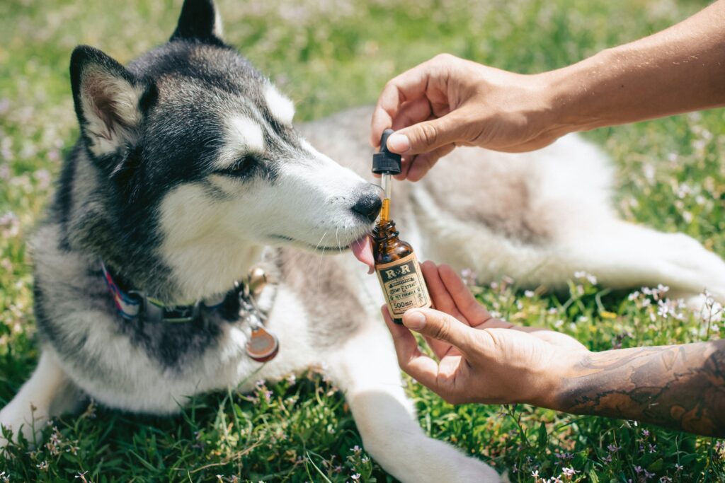 Five patients categories that could benefit from compounding and customized medications 7 Your dog may need something special