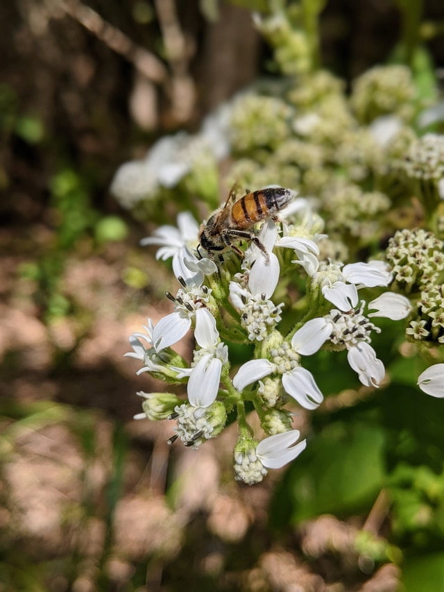 A bee on a flower