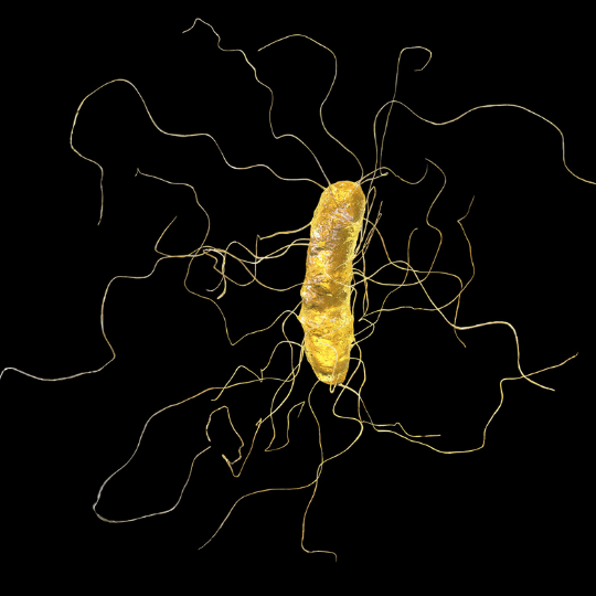 A computer illustration of a C. difficile bacteria that a compounding pharmacy can help against.png